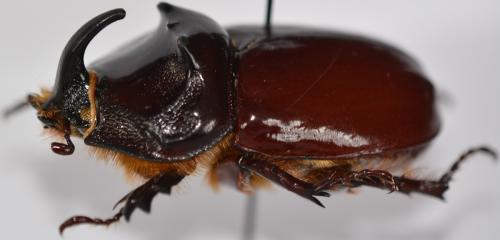 Réf. 273 514 : Oryctes nasicornis